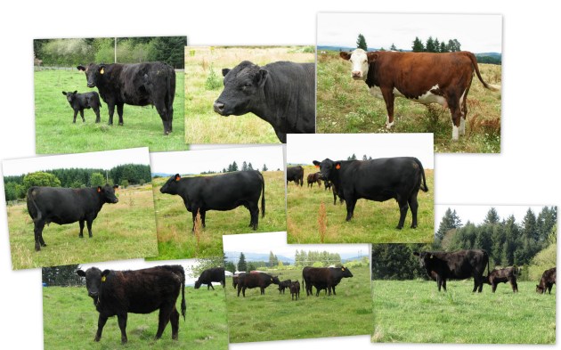 Angus Cows